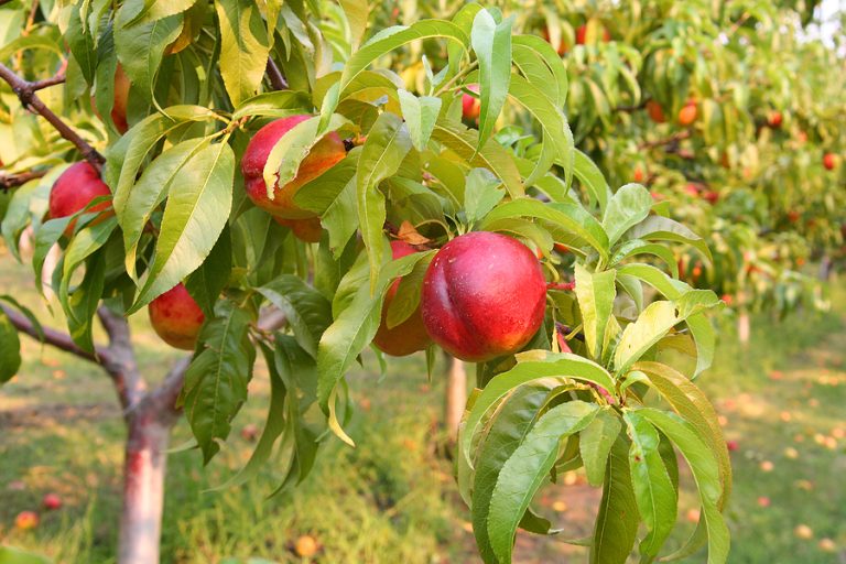 Nectarina todo lo que debes saber Árboles frutales