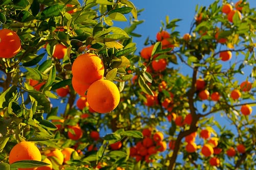 arbol de naranja