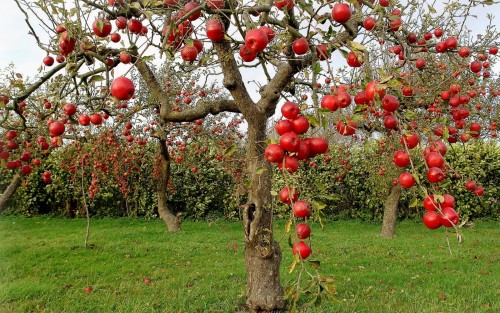 arboles frutales
