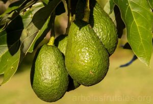 usos del aguacate