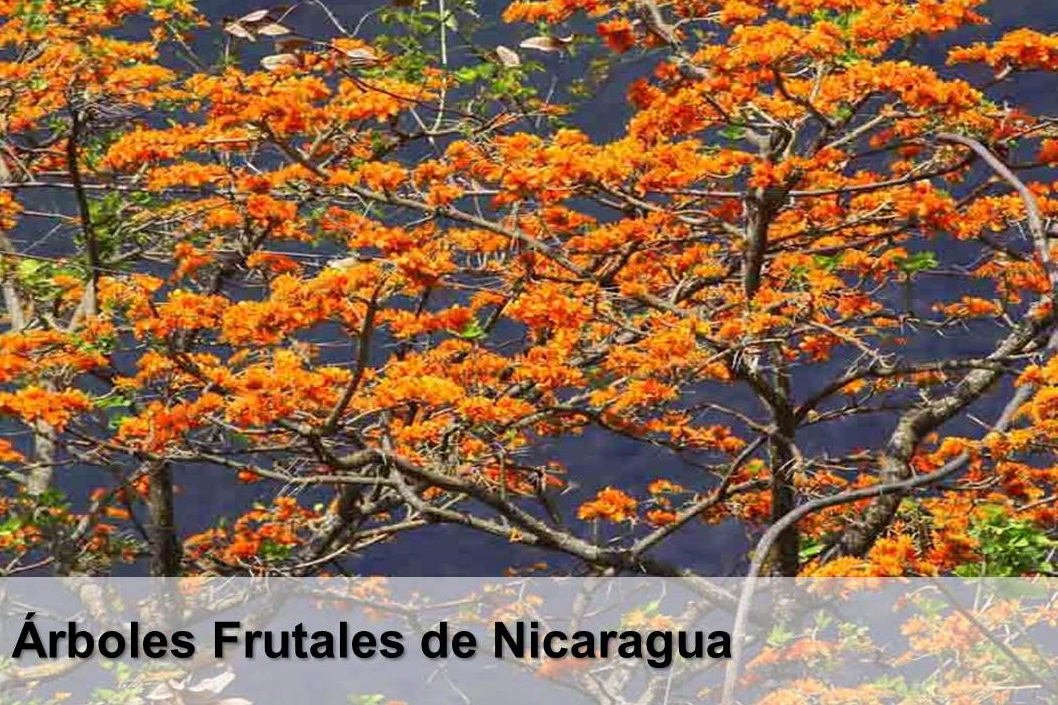 ▷ Árboles Frutales de Nicaragua | Arboles frutales