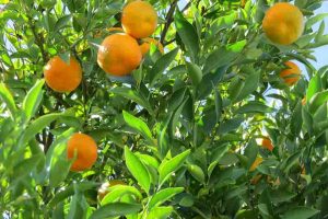 arbol mandarinas chlle