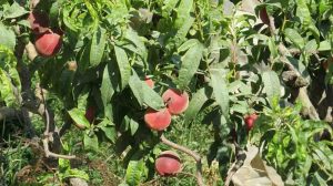 arbol nectarina chlle