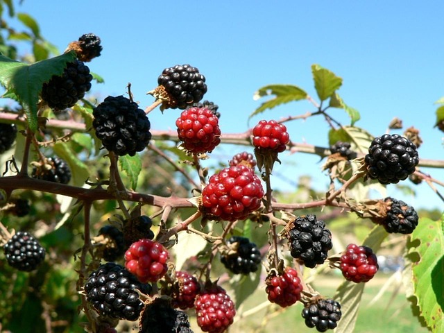 morera fruto