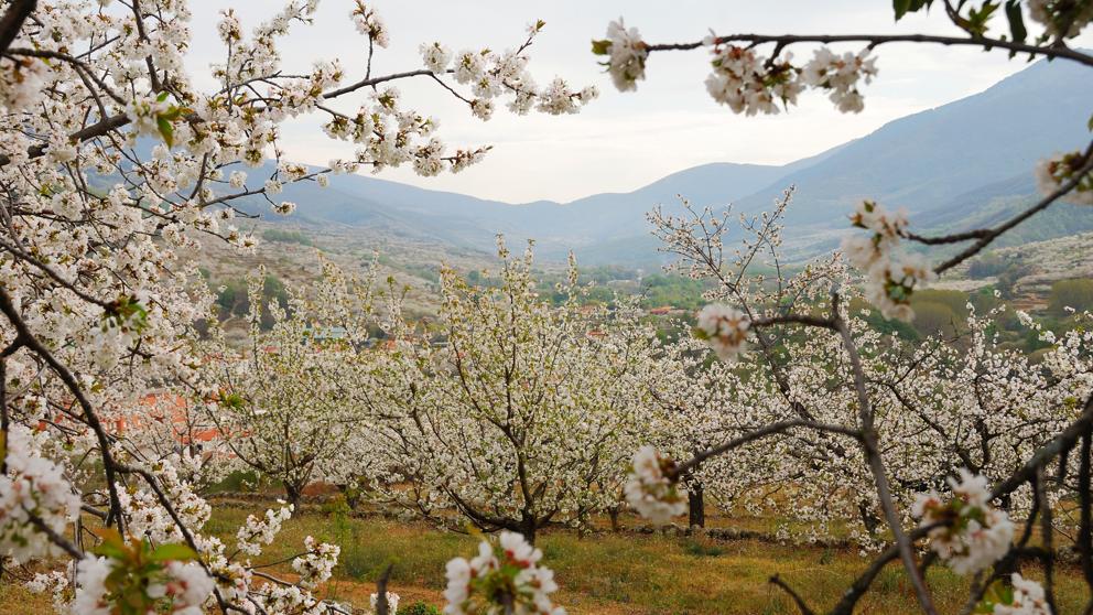 Cerezos en flor en el Valle del Jerte