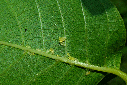 Chromaphis juglandicola
