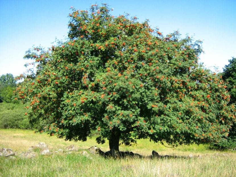 Serbal