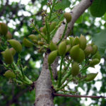 árbol de pistacho