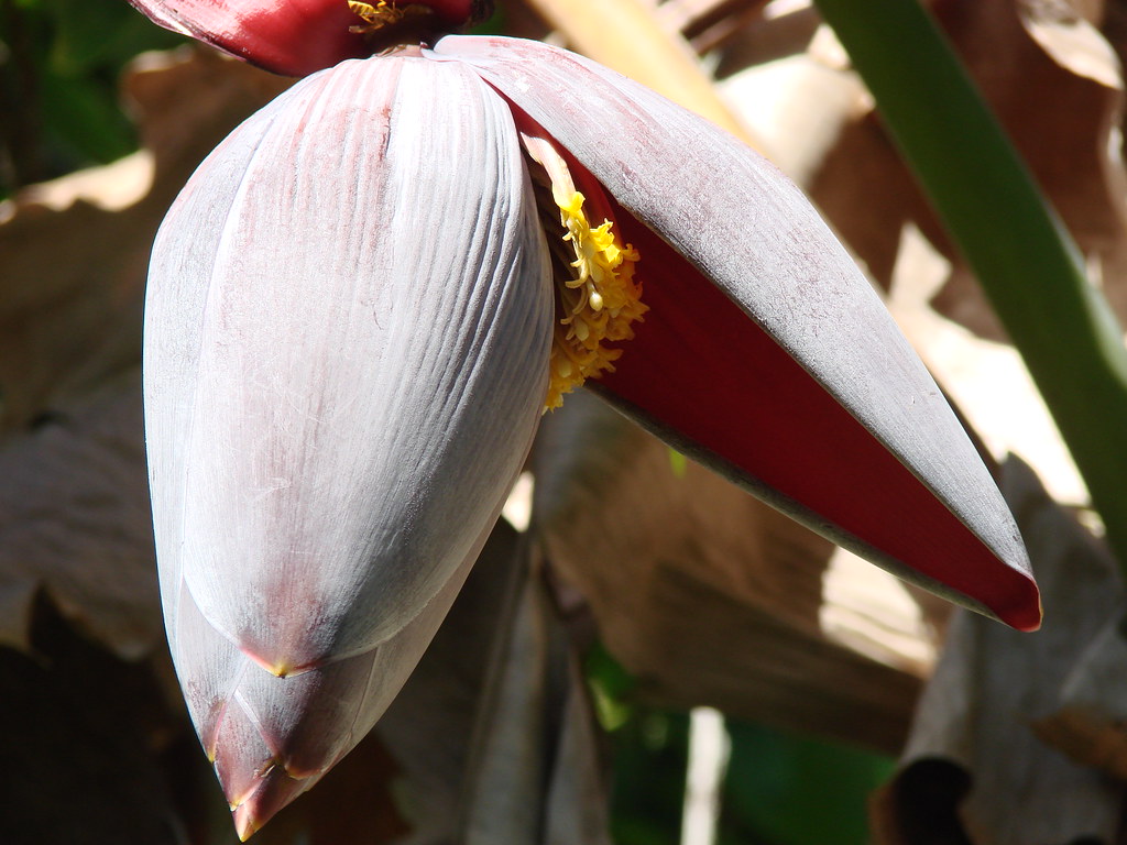 flor banano