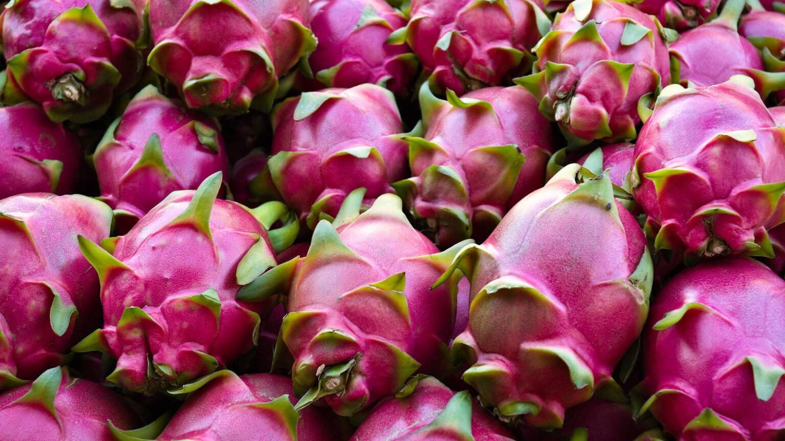 Conoce A La Exótica Pitahaya O Fruta Del Dragón