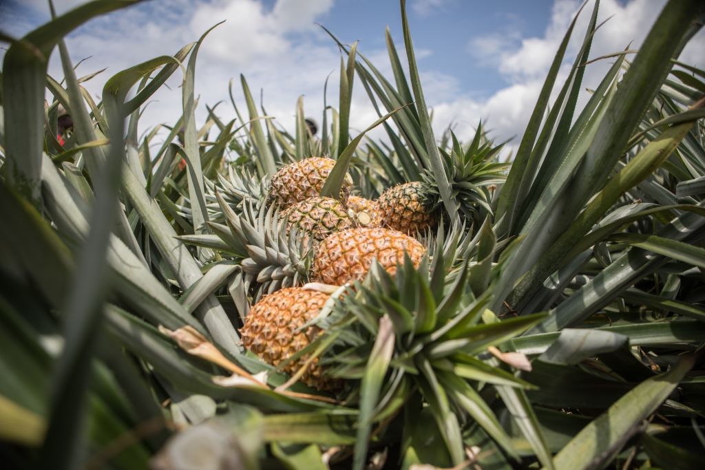 planta piña
