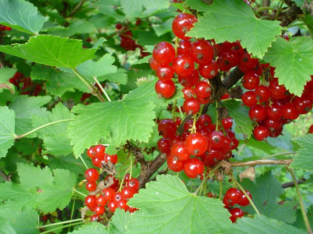 Ribes rubrum