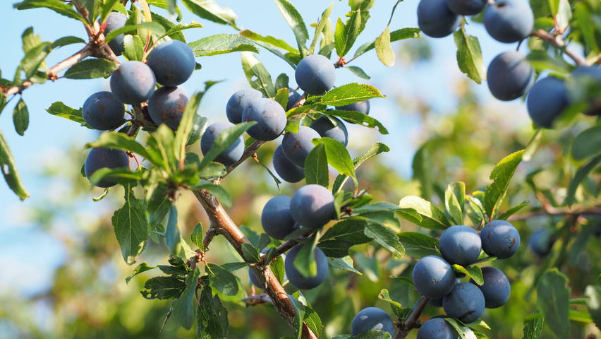 Prunus spinosa