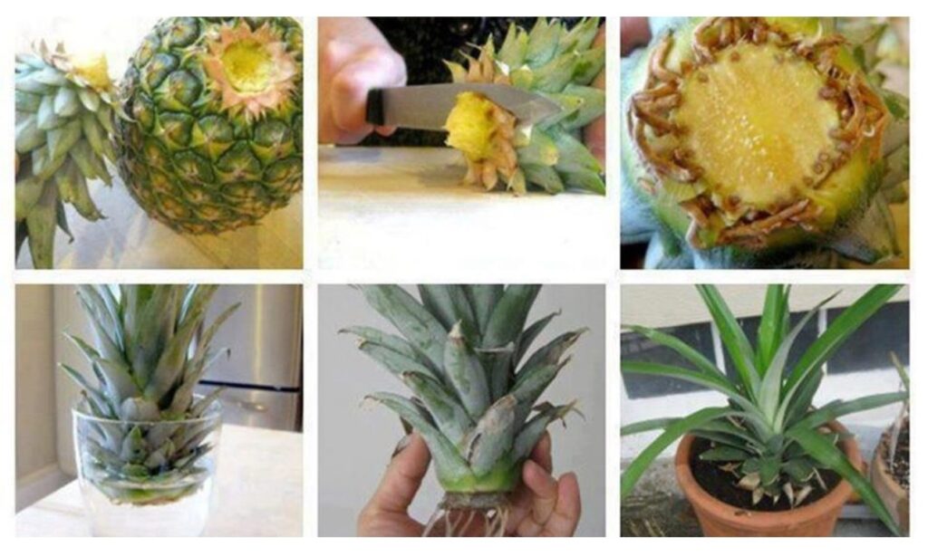 plantar una piña en tu casa
