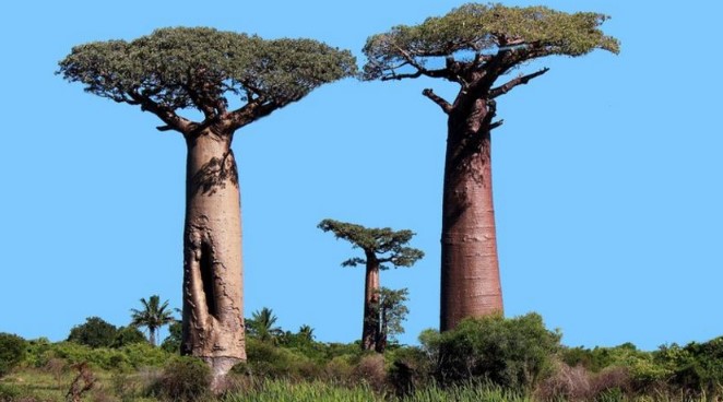 Baobab: todo lo que debes saber
