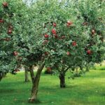 Distancia entre árboles frutales: consejos para plantar