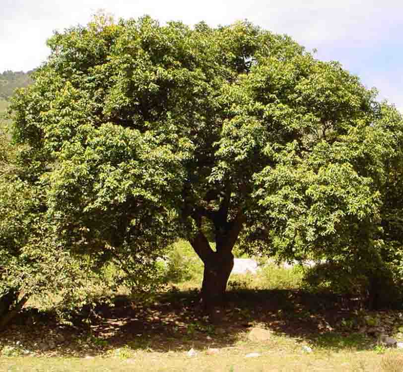 ▷ Árboles frutales de Guatemala | Arboles frutales