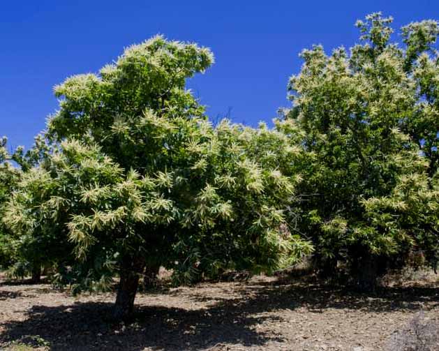 ▷ Árboles frutales de Guatemala | Arboles frutales