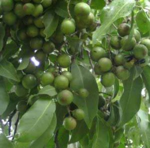 ▷ Árboles Frutales de Puerto Rico | Arboles frutales