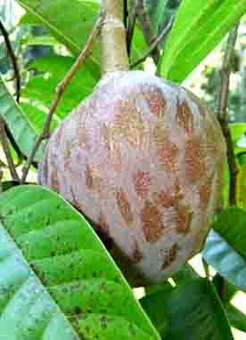 ▷ Árboles Frutales de Honduras | Arboles frutales