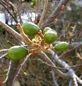 ▷ Árboles frutales de Guatemala | Arboles frutales