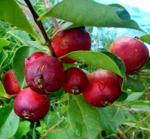 ▷ Árboles Frutales de Panamá | Arboles frutales