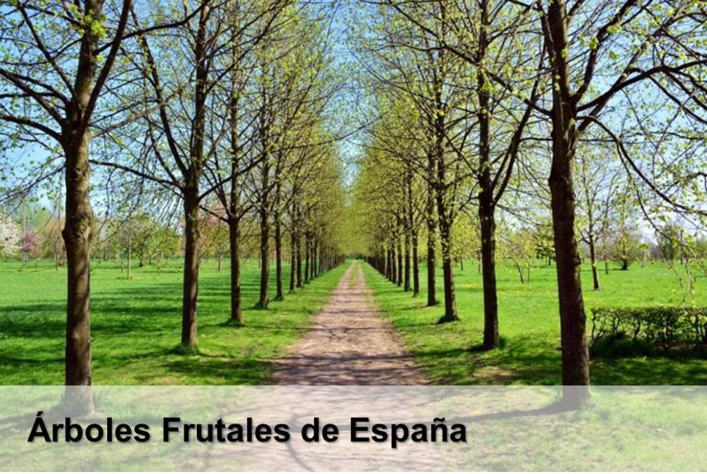Árboles Frutales de España