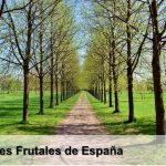 Árboles Frutales de España