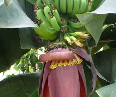 banano nicaragua