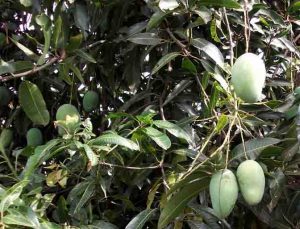 mango nicaragua