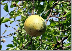 arbol manzana de oro republica dominicana
