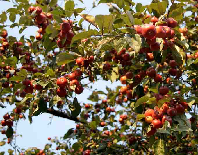 Manzanas silvestres de Honduras