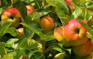 arbol manzanas uruguay