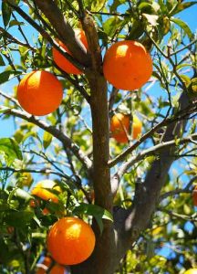 arbol naranja estados unidos