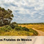 Árboles frutales de México