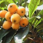 Árboles frutales de poco mantenimiento