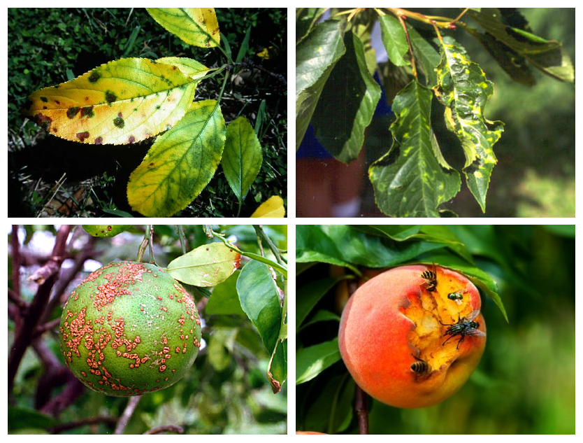 Árboles frutales según los distintos climas