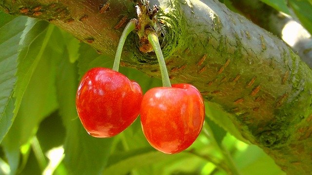 arboles frutales