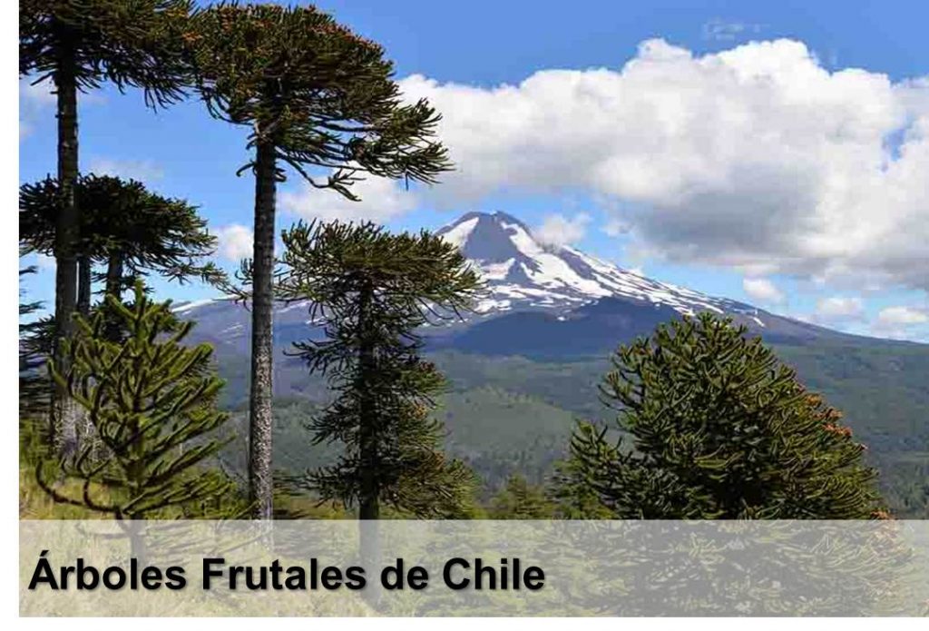 Árboles Frutales de Chile