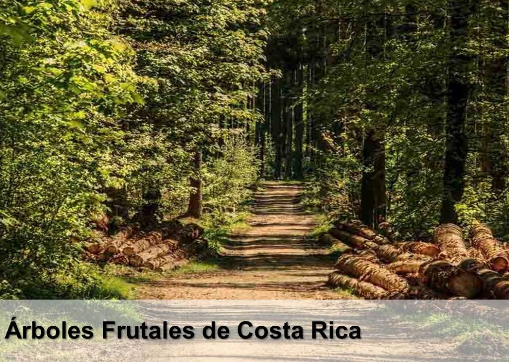 Árboles frutales de Costa Rica