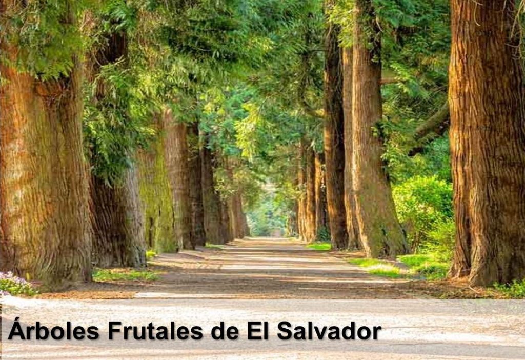 Árboles Frutales de El Salvador