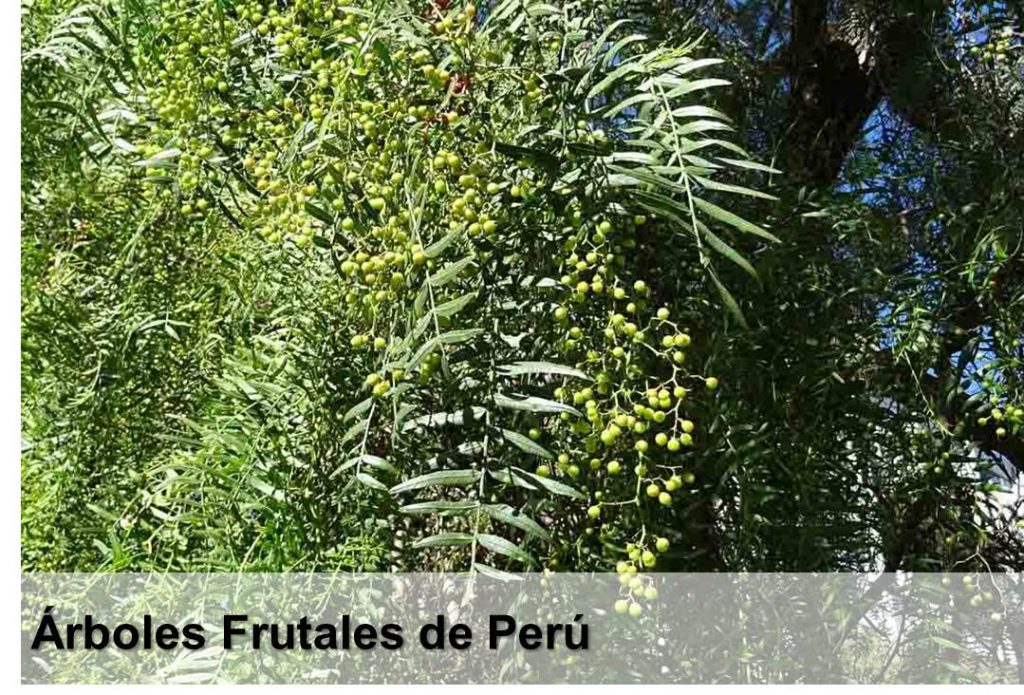 Arboles Frutales de Perú