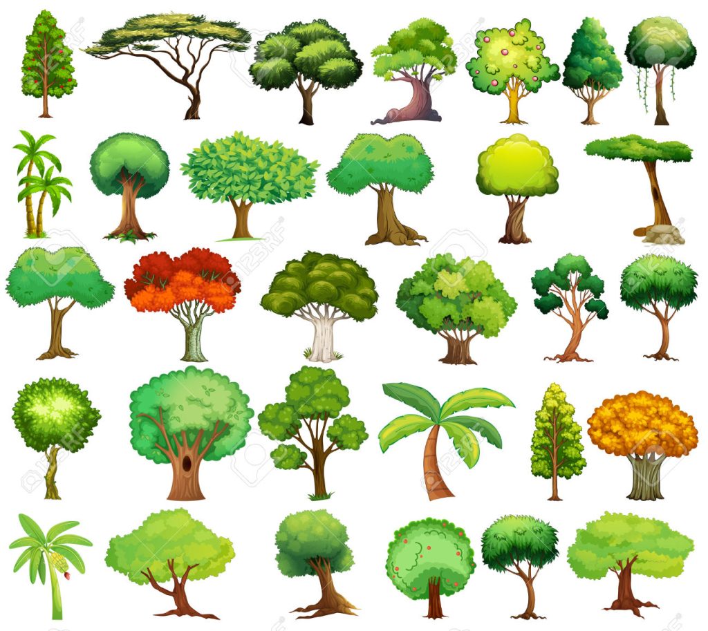 Tipos de árboles que puedes identificar