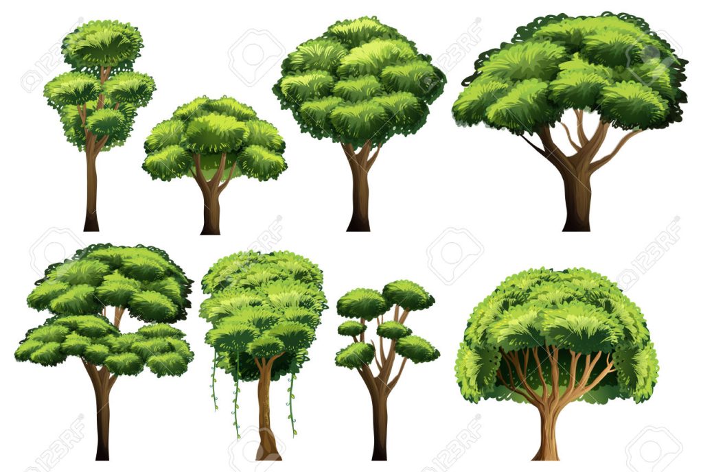 Diferentes tipos de árboles