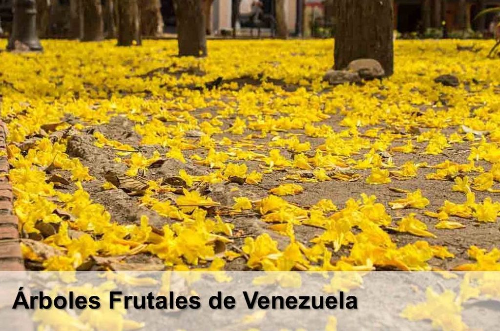 Árboles frutales de Venezuela