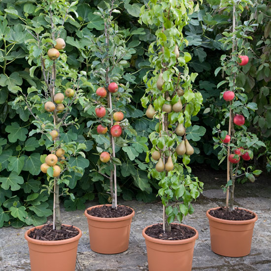 interior Tratamiento Preferencial por ciento ▷ Cómo cultivar árboles frutales en macetas