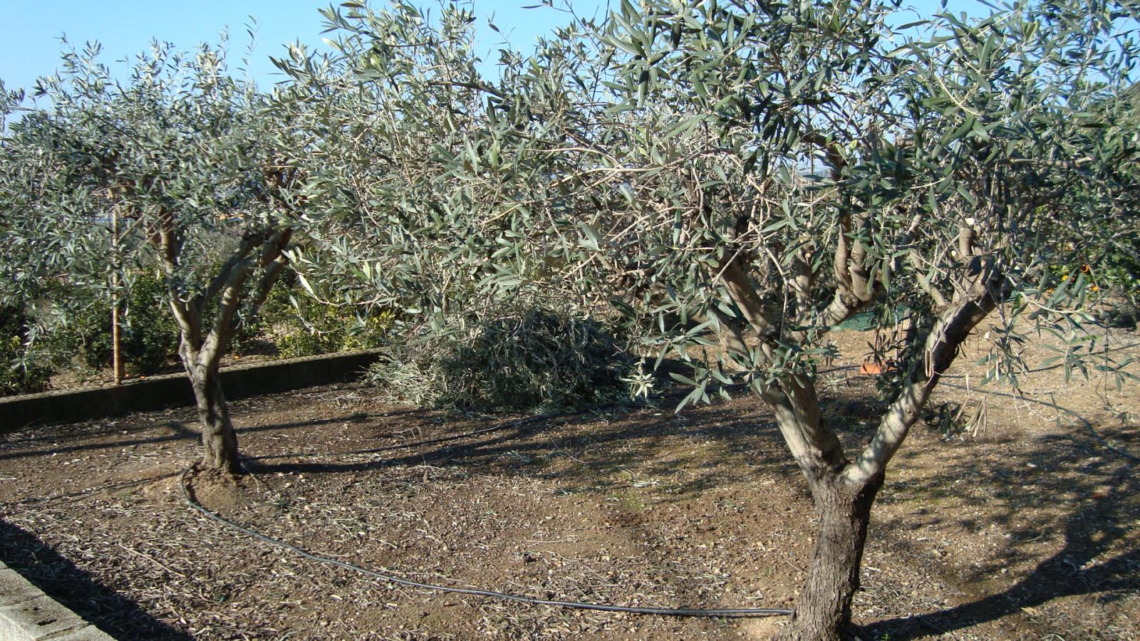 La poda del olivo y sus cuidados