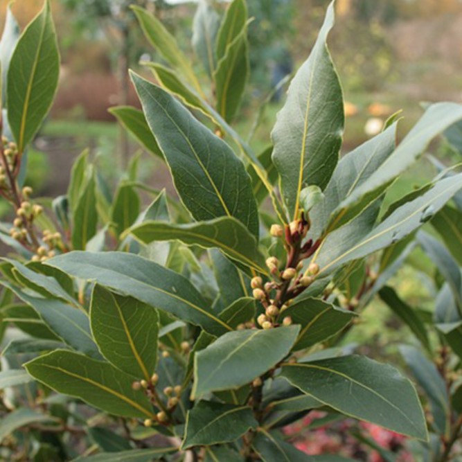 cultivar laurel
