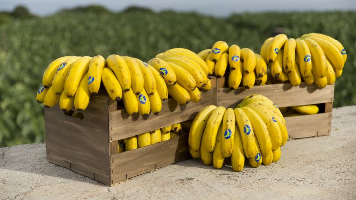 plátano de Canarias