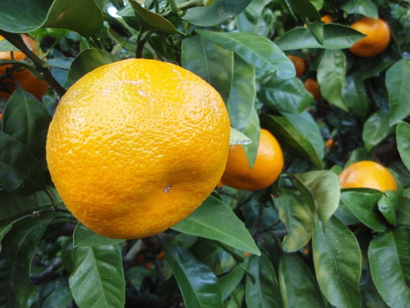 Fruta Mandarina Satsuma